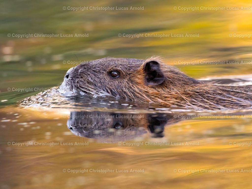 Nutria in Herbstfarben | bildkomponist - Realisiert mit Pictrs.com