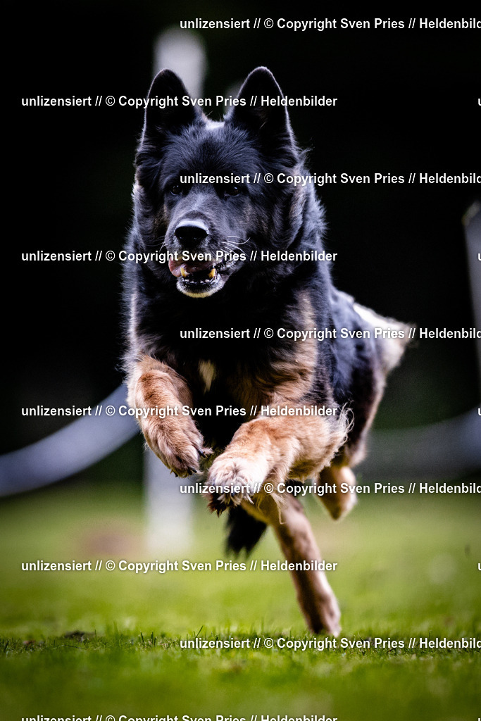 Sven Pries | 2025-10-03 - Hunderennen Obergrombach - Realisiert mit Pictrs.com