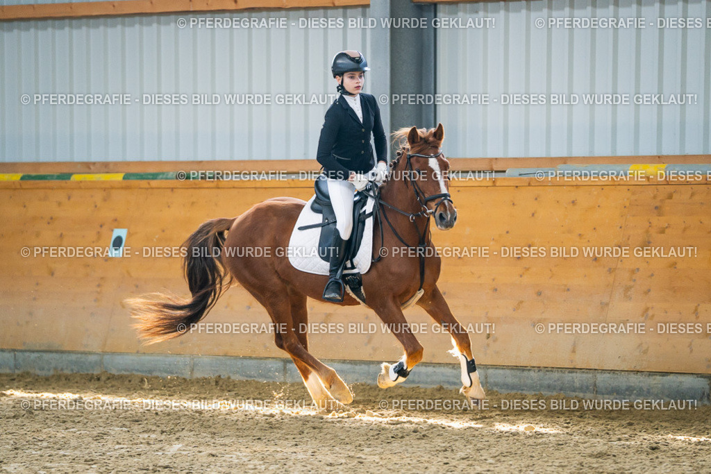 DSC01672 | Pferdegrafie