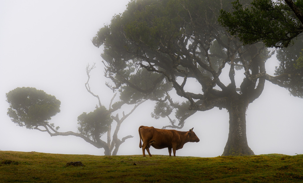 fanal-madeira-01 | Der Nebelwald Fanal auf Madeira wird geprägt durch bizarr gewachsene, oft uralte Lorbeerbäume. - Realisiert mit Pictrs.com