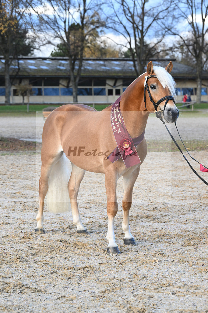Kat-Nr. 7 Nachtprinz v. Nachtstolz_Schwarz_60221705 | hf-fotografie - Realisiert mit Pictrs.com