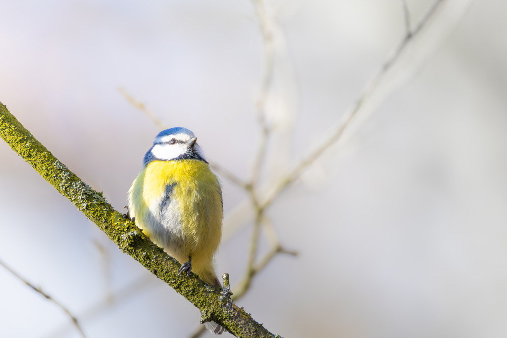 Die Blaumeise | Die Blaumeise ist ein kleiner, aber auffälliger Singvogel aus der Familie der Meisen. Sie zählt zu den häufigsten und beliebtesten Gartenvögeln in Europa und ist bekannt für ihre geringe Scheu gegenüber dem Menschen. Mit ihrem lebhaften Wesen und ihrer erstaunlichen Geschicklichkeit, besonders bei der Nahrungssuche, bereichert sie Parks, Wälder und Gärten gleichermaßen. Ihre Anpassungsfähigkeit an verschiedene Lebensräume und ihre ganzjährige Anwesenheit machen sie zu einem vertrauten Anblick, vor allem an winterlichen Futterstellen. - Realisiert mit Pictrs.com