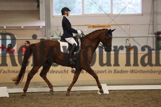 Waghäusel-Wiesental_2024_Prfg.Nr.08_1.WP_U25_sabine Schmidt_Quickstepp II (5) | Alle Fotos der Reiterjournal Fotografin Doris Matthaes im Reiterjournal Online-Fotoshop. - Realisiert mit Pictrs.com
