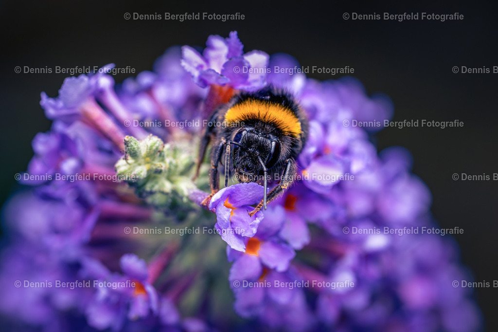 Hummel auf Lila Blüte | Entdecken Sie Natur, Makro und Tierfotografie von Dennis Bergfeld.Besondere Momente und Details der Natur, hochwertig als Foto und Wandbild erhältlich. - Realisiert mit Pictrs.com