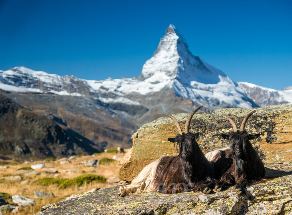 Schwarzhalsziegen vor Matterhorn, Zermatt | Die ideale Geschenkidee für Naturliebhaber. Naturbilder von Marcel Gross Photography für ihr Zuhause in den verschiedensten Formaten und Materialien. - Realisiert mit Pictrs.com