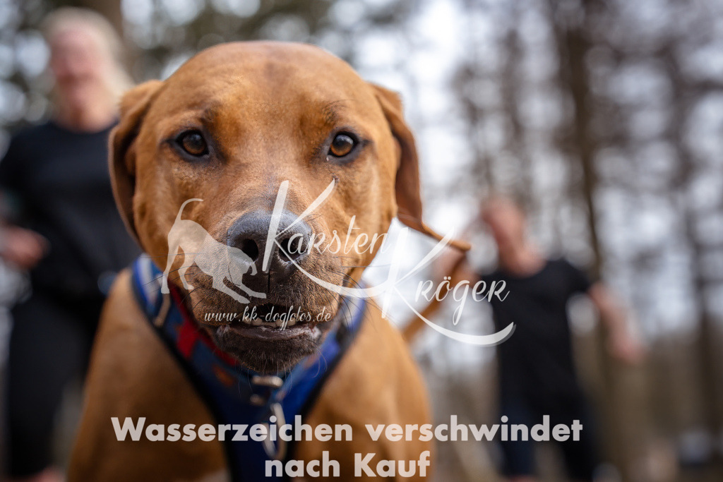 1659_ZZ95840 | kk-dogfotos