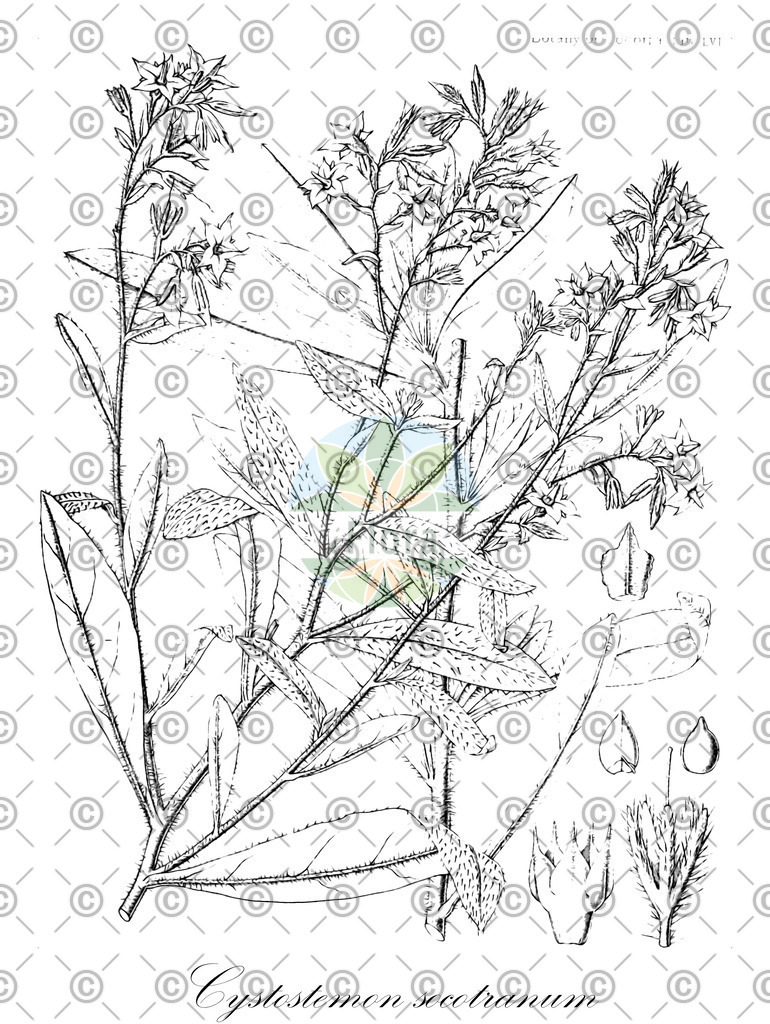 Histabb_EMP_21757_SRC_Koehler_1887_SIMPLE | Historische Abbildung von Cystostemon socotranum - Boraginaceae | Historical Illustration of Cystostemon socotranum - Boraginaceae