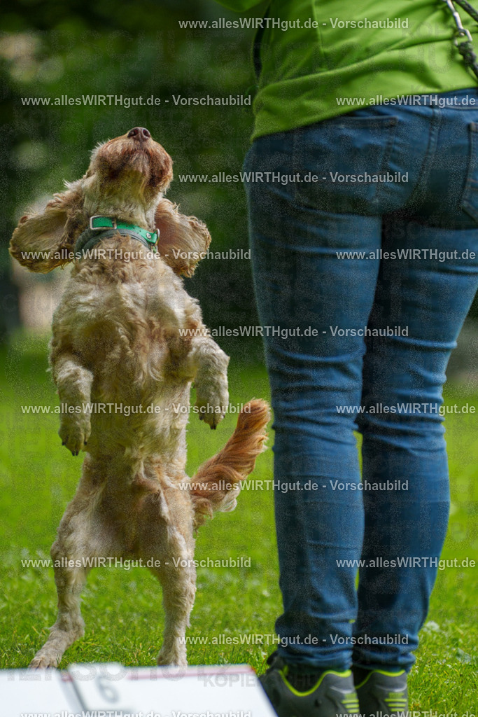 @allesWIRTHgut_Tierfotografie - www.allesWIRTHgut.de - 092157-7R506990 | Professionelle Tierfotografie in Mönchengladbach von Daniel Wirth (allesWIRTHgut). Liebevolle & natürliche Bilder von Hunden & Katzen für unvergessliche Erinnerungen.