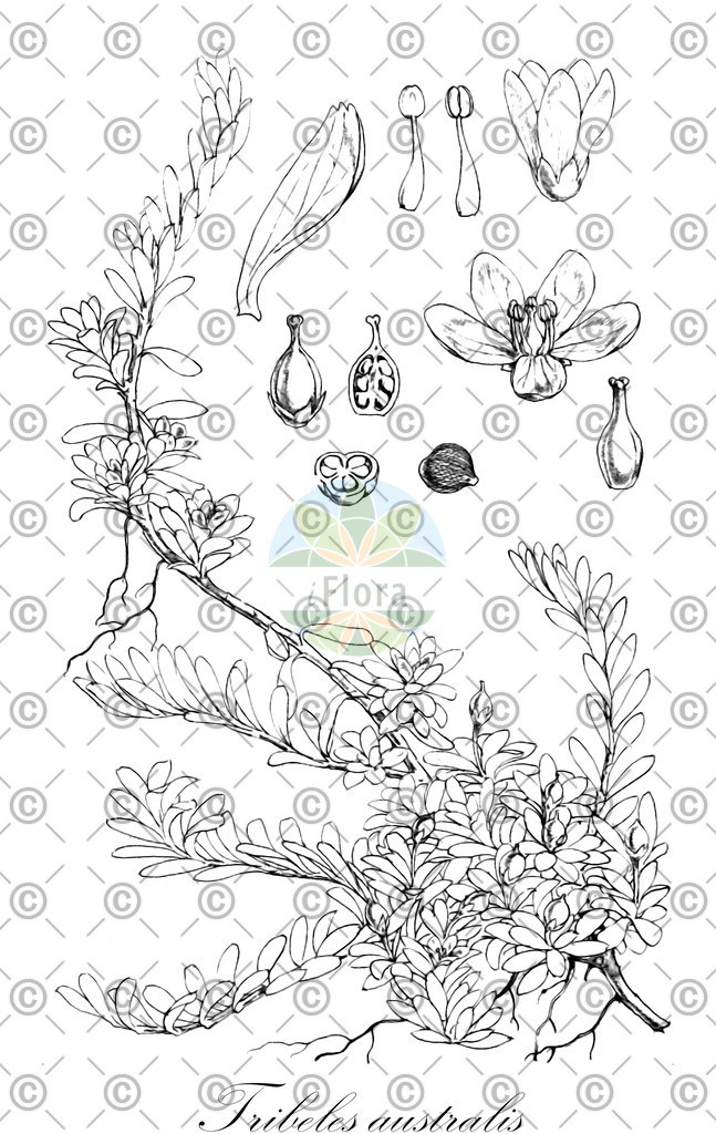 HistAbb_wfo-0000590895_1_ENZY_Simple | Historische Abbildung von Tribeles australis - Escalloniaceae | Historical Illustration of Tribeles australis - Escalloniaceae