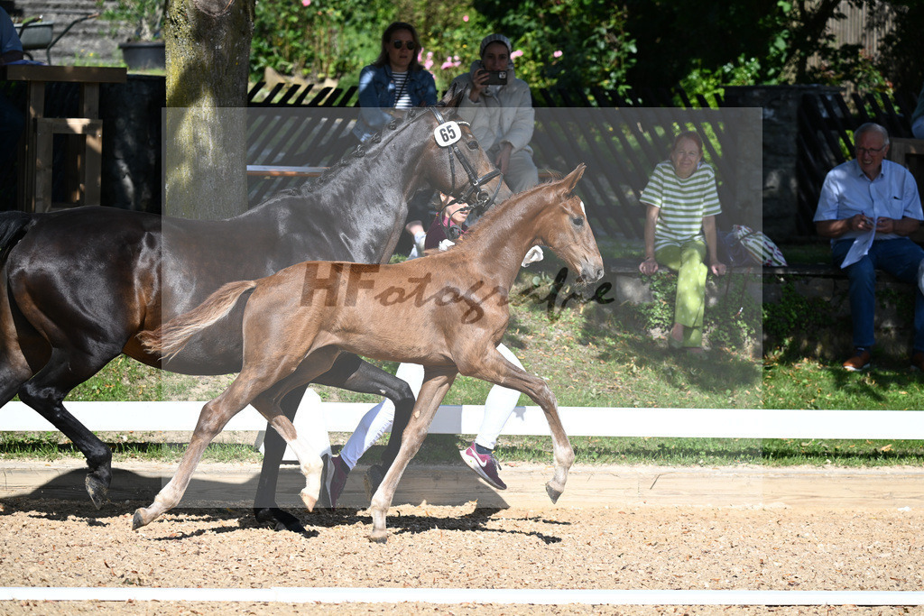 Kat-Nr. 65 HF DSP Va Bene x Don Primero_Straubinger_27230039 | hf-fotografie - Realisiert mit Pictrs.com