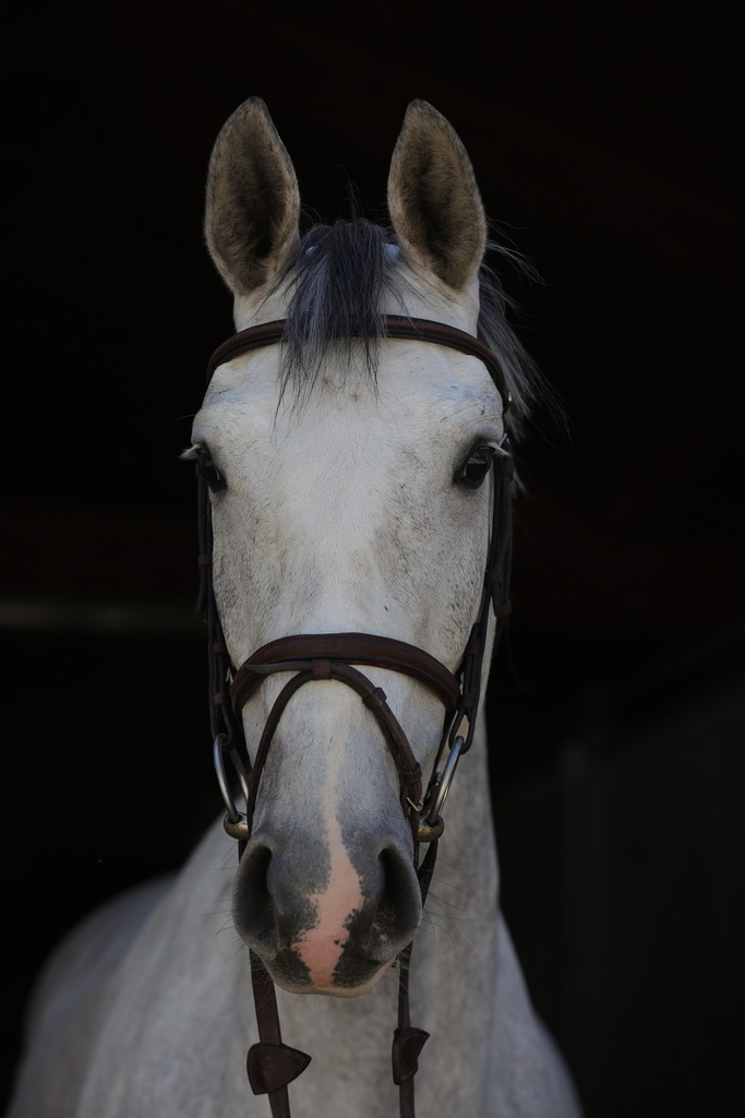 0P6A8888 | Willkommen bei Brunnmayr - Design & Fotografie – Ihrem Spezialisten für Reitturniere und Pferdeveranstaltungen in Oberösterreich, Salzburg und Bayern! Seit über 17 Jahren sind wir leidenschaftlich dabei.