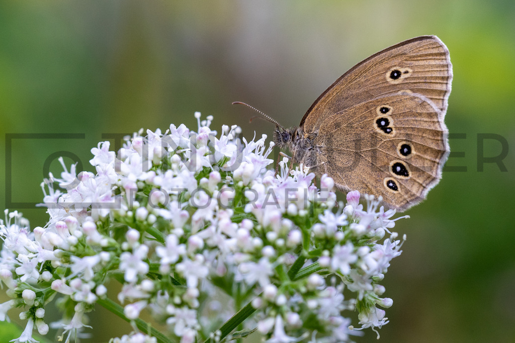 DSC08676 | Tinu Müller Fotografie- Bildershop - Realisiert mit Pictrs.com