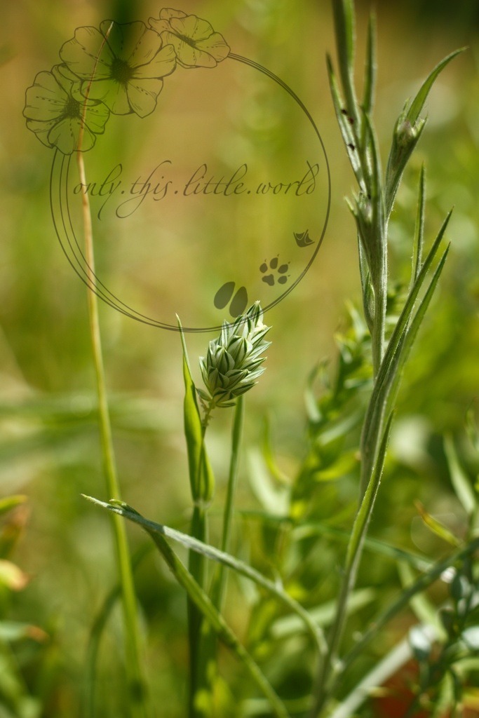 IMG_3328-01 | only.this.little.world - Realisiert mit Pictrs.com
