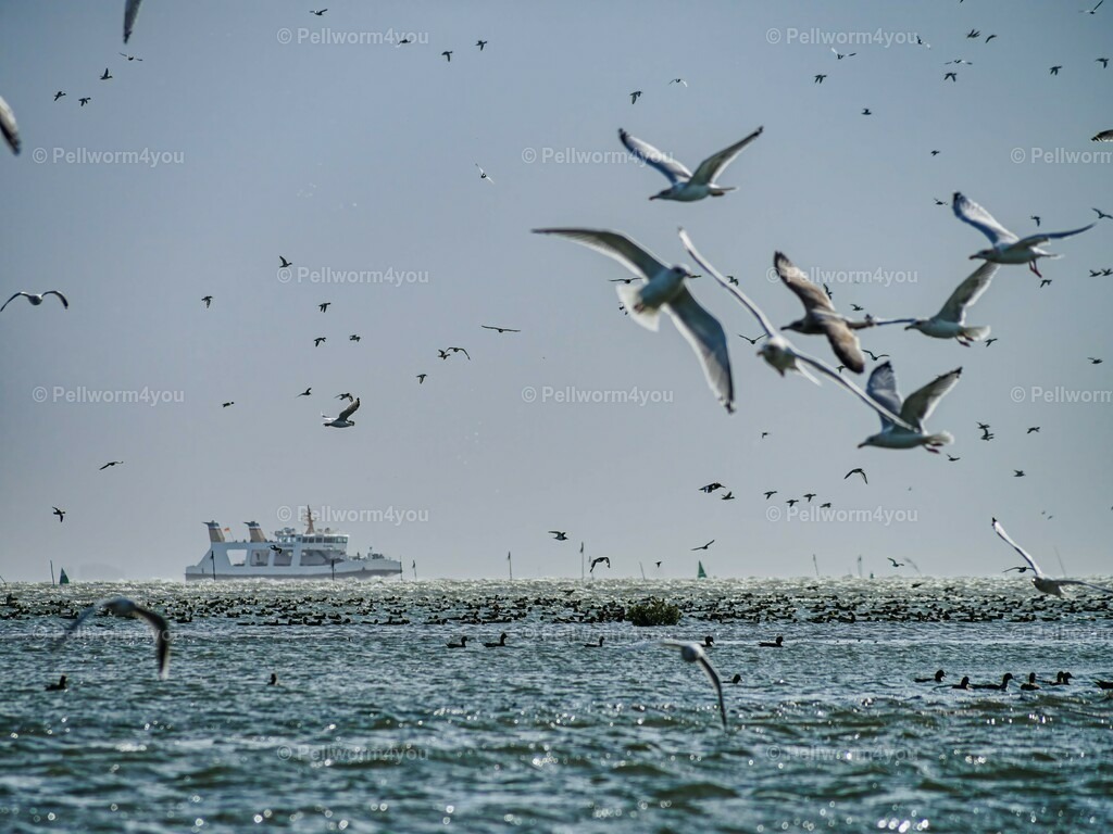 pellworm-kalender-2024-31-denoise-enhance-2x-sharpen | Pellwormer Bilder und Fotos als Poster, auf Leinwand mit Keilrahmen, hinter Acrylglas, auf Alu-Dibond oder Forex-Platte und vieles mehr. Zum verschenken, für die Ferienwohnung oder für zu Hause. - Realisiert mit Pictrs.com