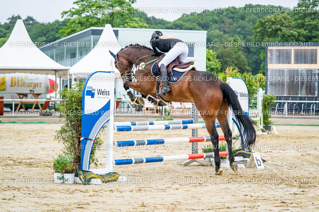 DSC02562 | Pferdegrafie