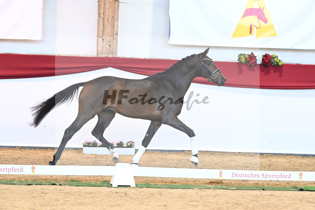 Kat-Nr. 62 Zackerey x Negro_Schep_43231075 | hf-fotografie - Realisiert mit Pictrs.com