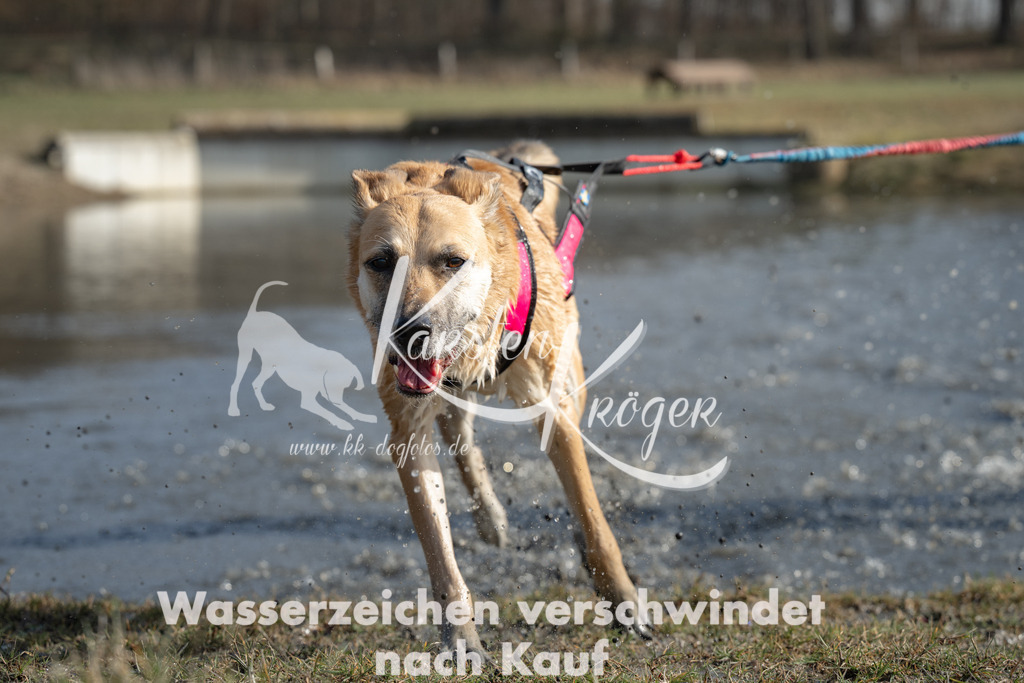 1314_ZZ95389 | kk-dogfotos