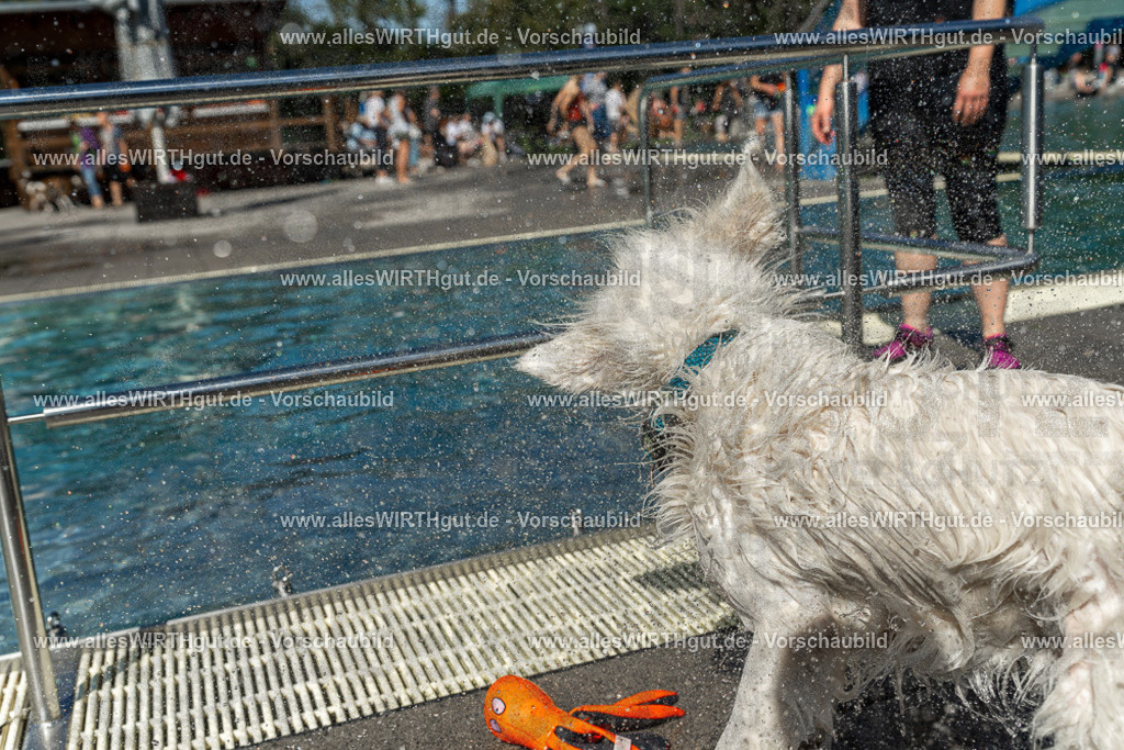 Hundeschwimmen_Volksbad_2026-allesWIRTHgut_Tierfotografie-2609061308-121814-7R500566 | Professionelle Tierfotografie in Mönchengladbach von Daniel Wirth (allesWIRTHgut). Liebevolle & natürliche Bilder von Hunden & Katzen für unvergessliche Erinnerungen.
