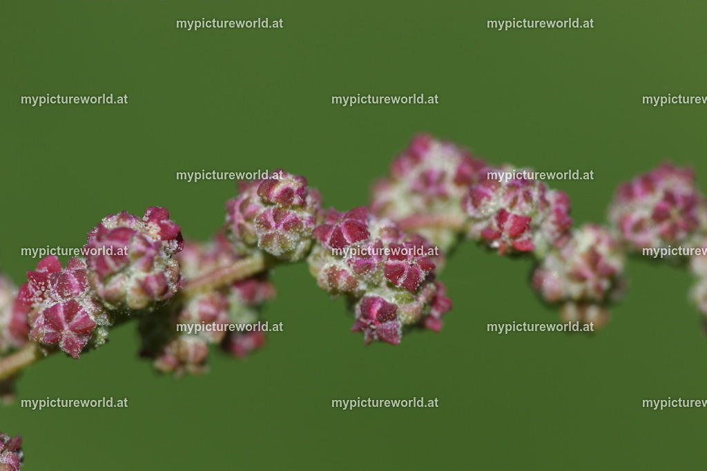 Straßen-Gänsefuß-006 | Das Bilderarchiv über Tiere, Planzen und Landschaften. In der Bilddatenbank finden Sie ein große Auswahl an hochwertigen Bilder für Ihre Werbung - Realisiert mit Pictrs.com