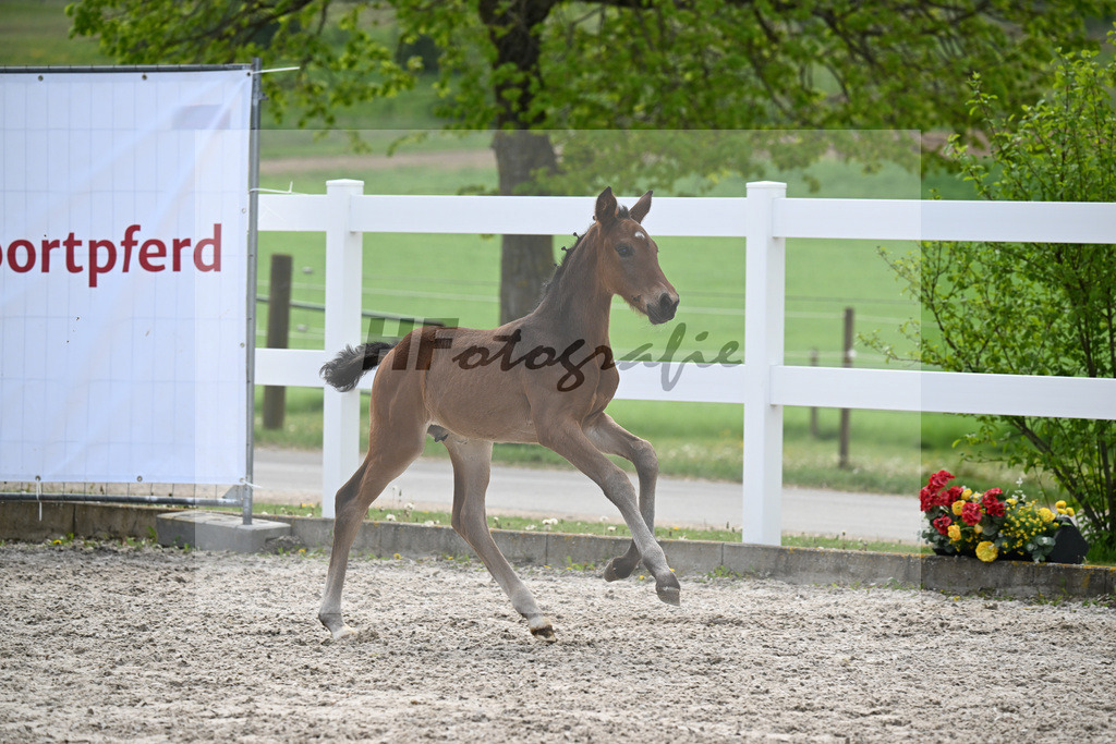 Kat-Nr. 18 HF La Paix x Escamillo_Kusterer_23260494 | hf-fotografie - Realisiert mit Pictrs.com