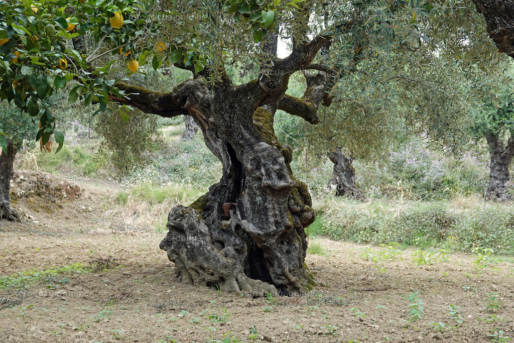 dancing tree | foto-focus-online