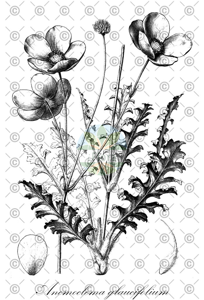 HistAbb_wfo-0000534996_1_ENZY_Simple | Historische Abbildung von Anemoclema glaucifolium - Ranunculaceae | Historical Illustration of Anemoclema glaucifolium - Ranunculaceae