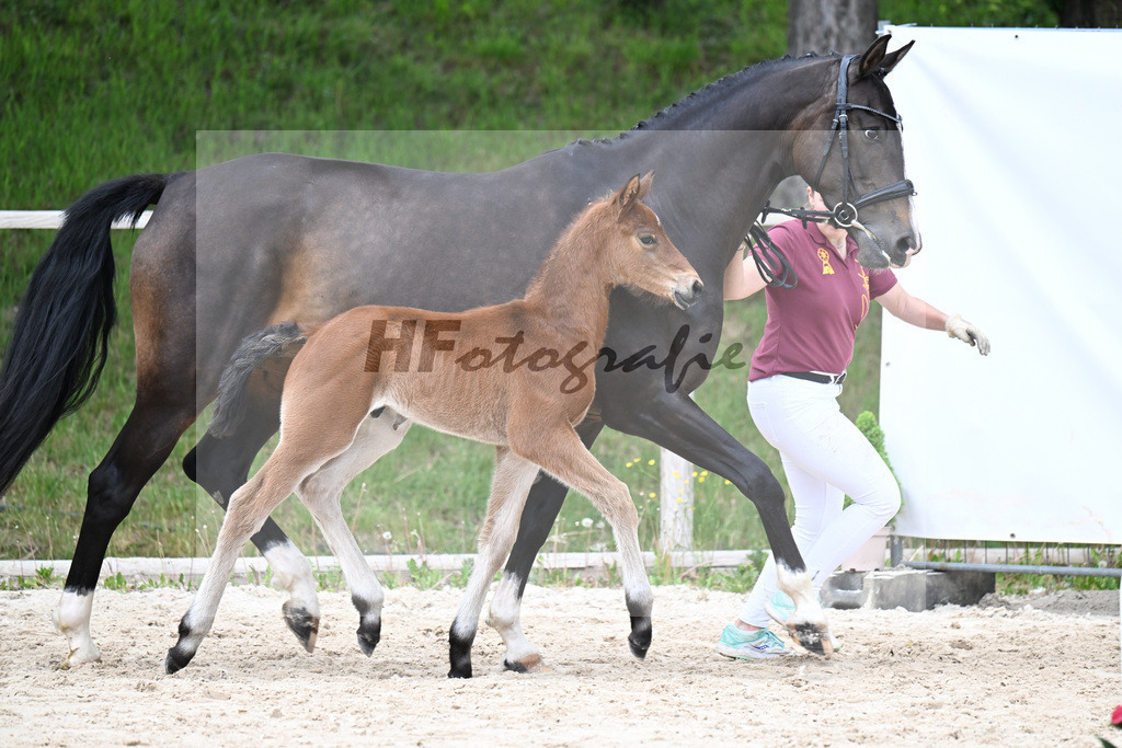 Kat-Nr. 35 HF Va Bene x Le Vivaldi_Wimmer_24260630 | hf-fotografie - Realisiert mit Pictrs.com