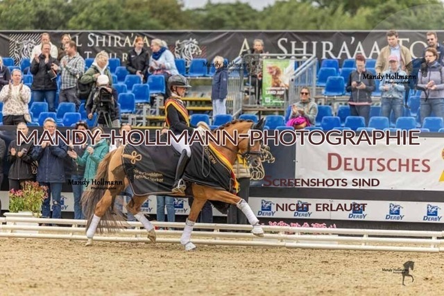 30-8-26 4j Hengste-477 | mandyhollmannphotographie