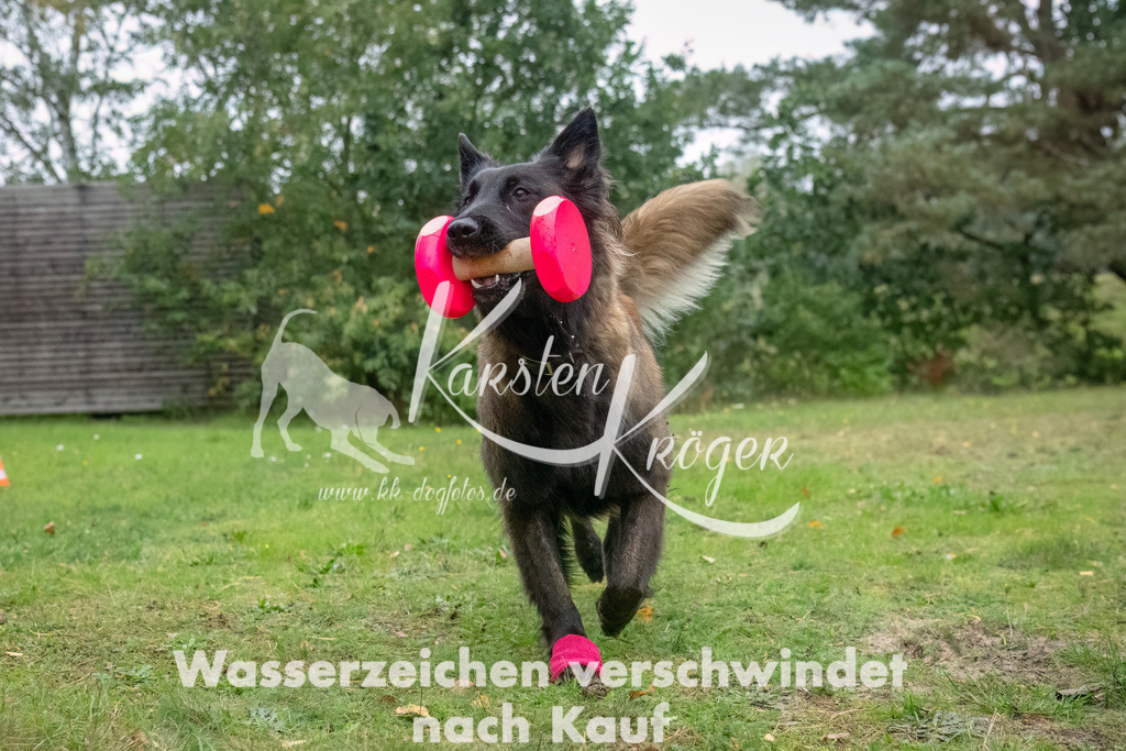 1036_ZZ92808-Bearbeitet | kk-dogfotos