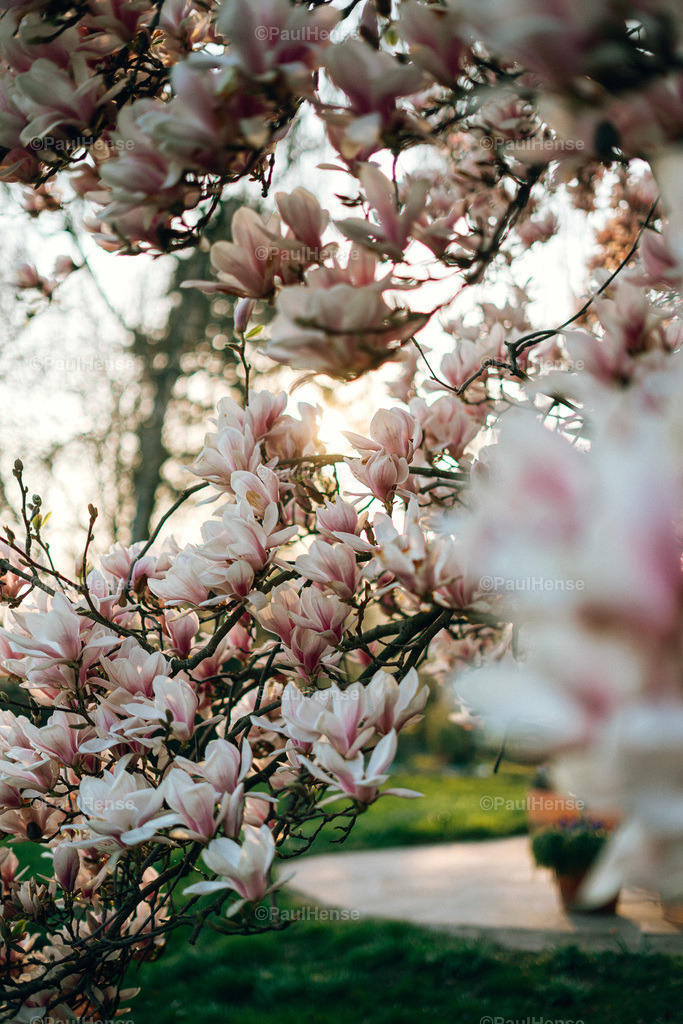 20220323_PaulHense_S0006_DSC03357 | paulhense - Realisiert mit Pictrs.com