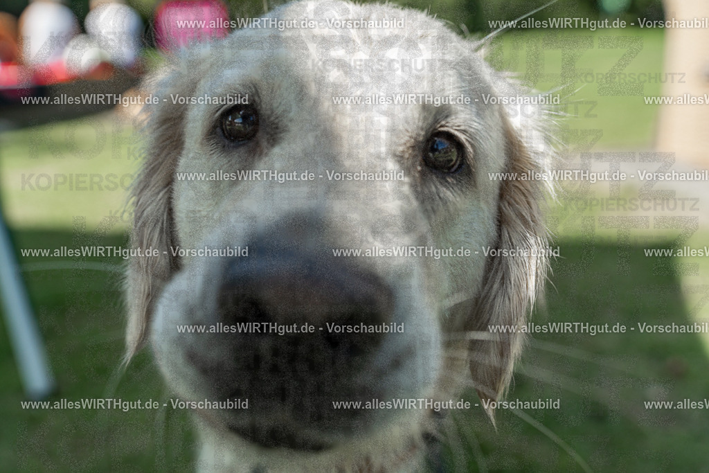 Hundeschwimmen_Volksbad_2026-allesWIRTHgut_Tierfotografie-2609061337-7R500861 | Professionelle Tierfotografie in Mönchengladbach von Daniel Wirth (allesWIRTHgut). Liebevolle & natürliche Bilder von Hunden & Katzen für unvergessliche Erinnerungen.