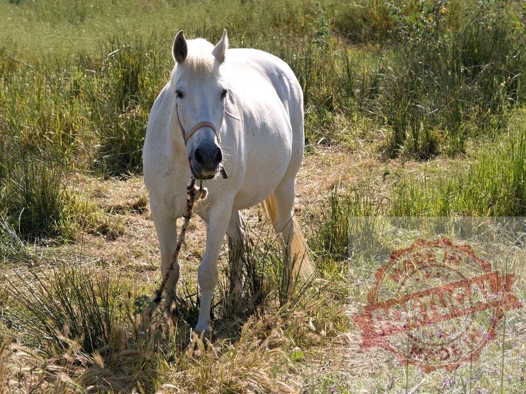 White horse standing in green grassy field | White horse wearing a halter and rope standing outdoors in a field of tall grass - Realisiert mit Pictrs.com