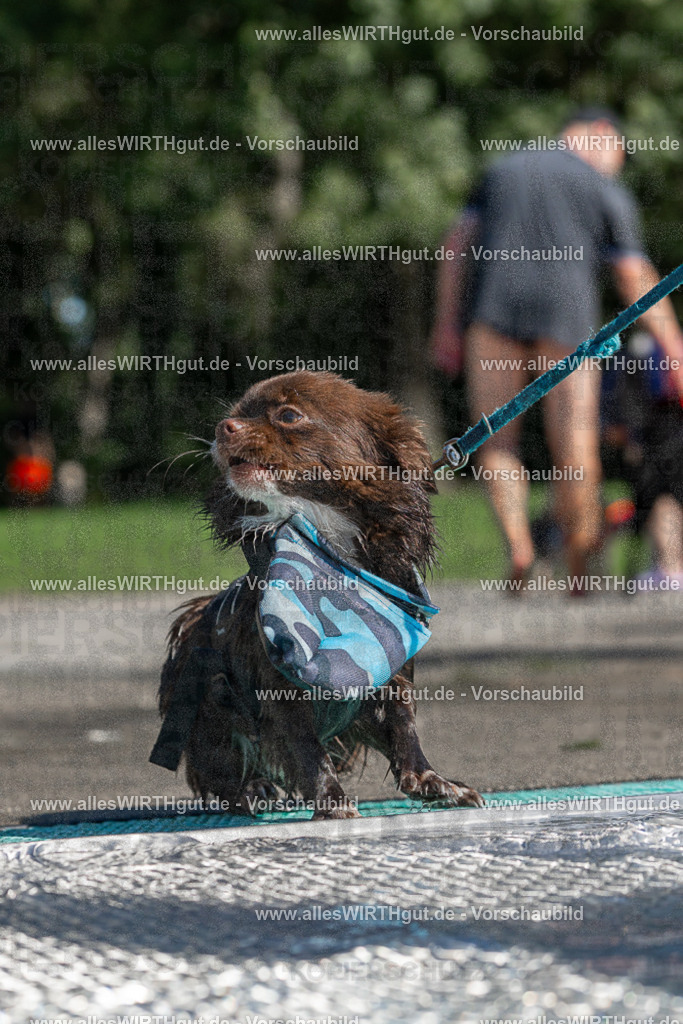 Hundeschwimmen_Volksbad_2026-allesWIRTHgut_Tierfotografie-2609061257-FAY06626 | Professionelle Tierfotografie in Mönchengladbach von Daniel Wirth (allesWIRTHgut). Liebevolle & natürliche Bilder von Hunden & Katzen für unvergessliche Erinnerungen.