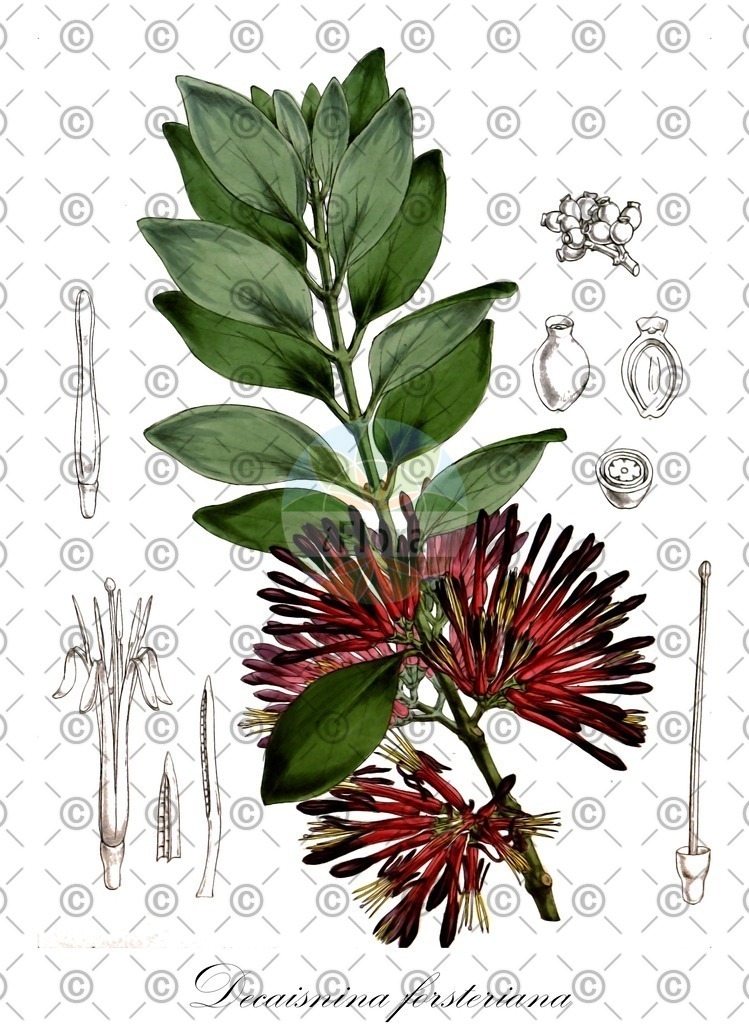HistAbb_wfo-0000638987_1_ENZY_Simple | Historische Abbildung von Decaisnina forsteriana - Loranthaceae | Historical Illustration of Decaisnina forsteriana - Loranthaceae