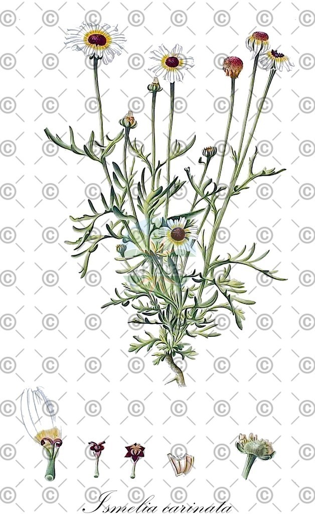 HistAbb_wfo-0000168954_1_ENZY_Simple | Historische Abbildung von Ismelia carinata - Asteraceae | Historical Illustration of Ismelia carinata - Asteraceae