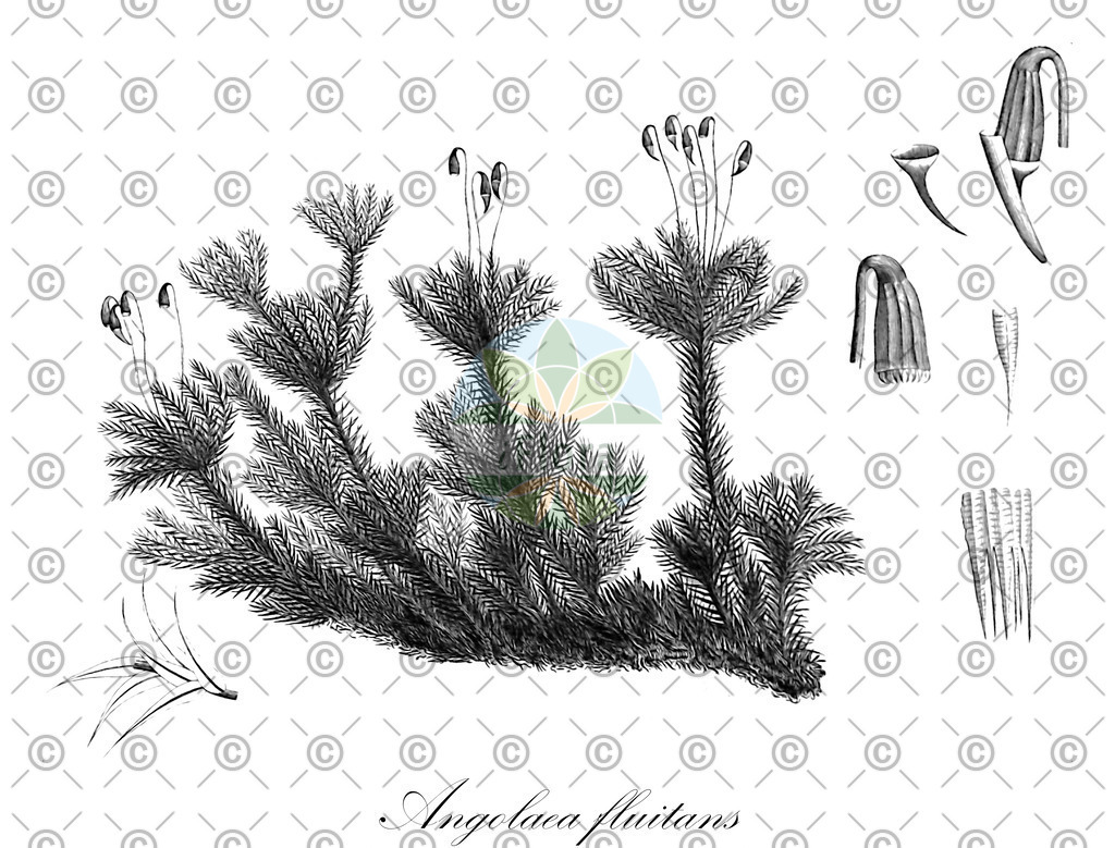 HistAbb_wfo-0000536542_96_ENZY_Simple | Historische Abbildung von Angolaea fluitans - Podostemaceae | Historical Illustration of Angolaea fluitans - Podostemaceae