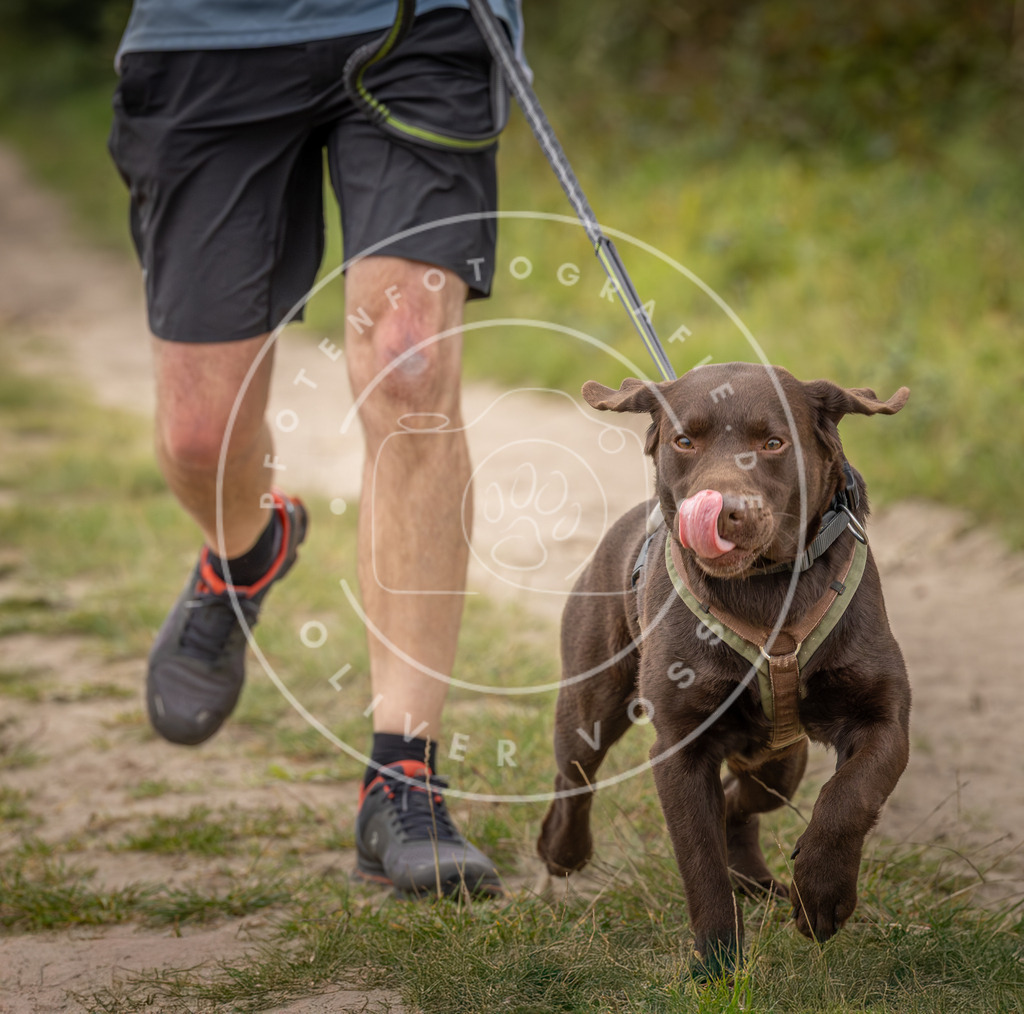 Pfotenfotografie_DV3A6466 | Hundefotografie, Tierfotograf, Pfotenfotografie, Fotoshooting Hund, Hunde Portrait, Hundesport, Hundeportraits, Heideshooting, Hunde, Sportfotograf, Hundefotograf, Turnierhundsport, THS,  - Realisiert mit Pictrs.com