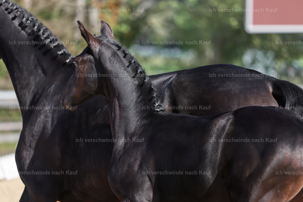 _AM19261 | working equitationturnier fotograf videograf stoibphotography marixx film working equitation deutschland reitsport turnierfotografie eventfotografie equestrian events