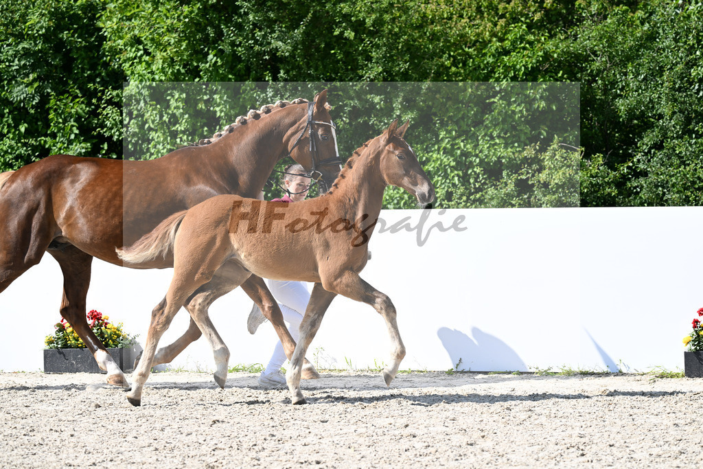 Viva Vegas x Lord Loxley_SF_Wittlinger_13251813 | hf-fotografie - Realizzato con Pictrs.com