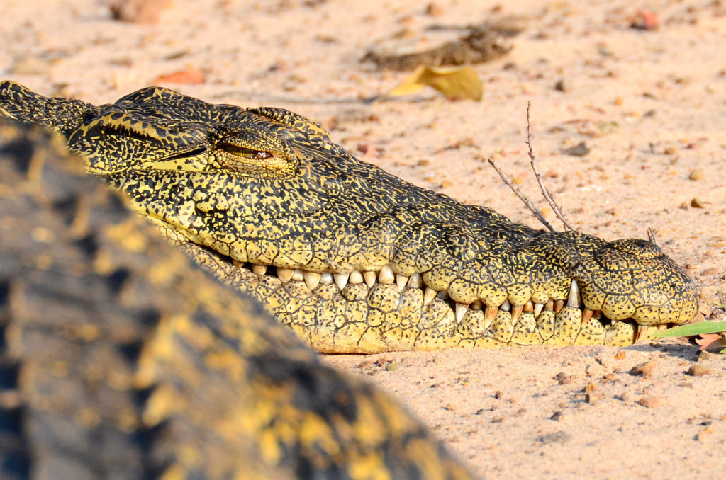 DSC_2832 | Ich fotografiere aus Leidenschaft auf meinen Reisen und im Rhein- / Ruhrgebiet , Landschaften, Tiere und Porträts. 

Kaufen Sie die Bilder (u.a. Venedig, Südtirol, Galapagos, Düsseldorf, Indien, Blumen etc.) in einer geschützten Galerie bequem online. - Realisiert mit Pictrs.com
