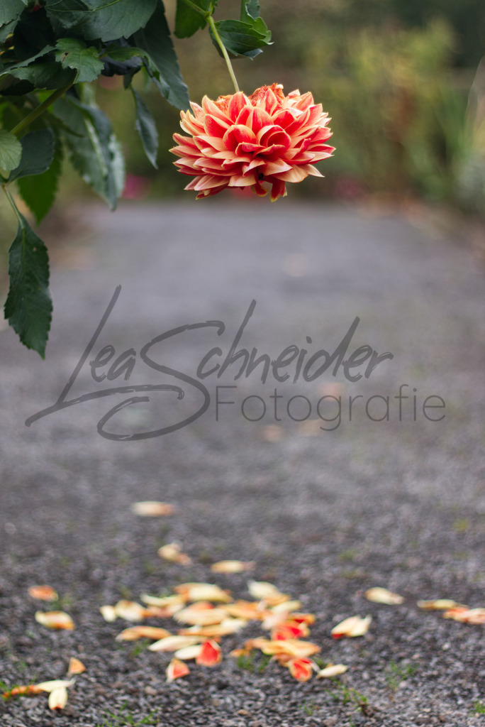 Natur & Tiere 4 | Blüte - Realisiert mit Pictrs.com