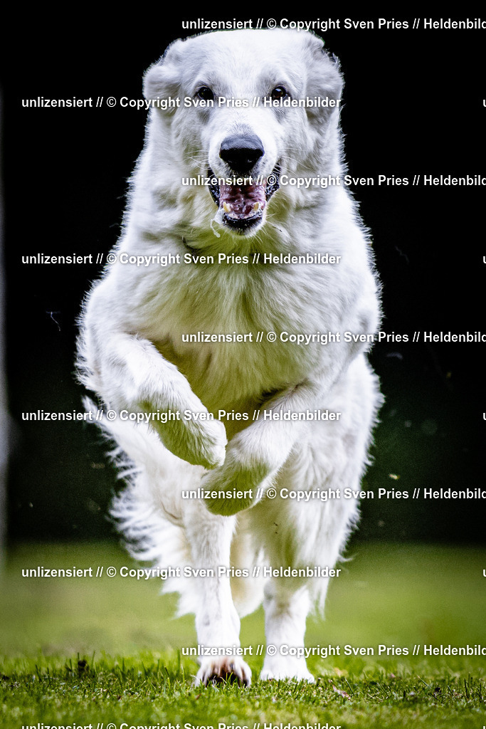 Sven Pries | 2025-10-03 - Hunderennen Obergrombach - Realisiert mit Pictrs.com