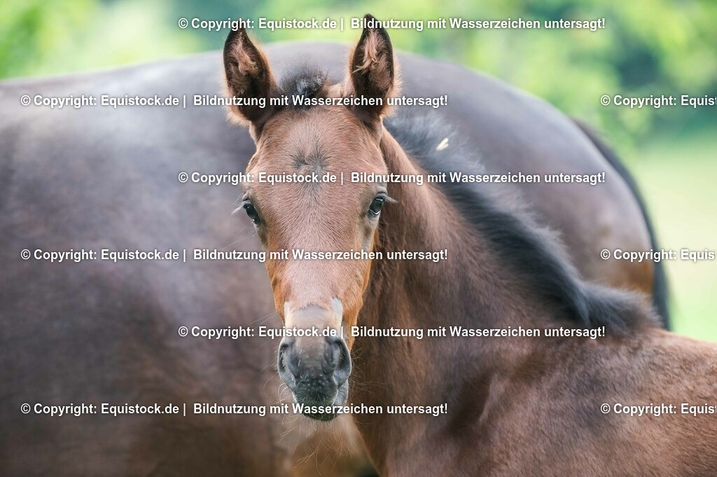 20210623_Fohlen_0505 | Foto: Thomas Hartig