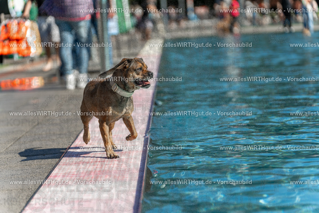 Hundeschwimmen_Volksbad_2026-allesWIRTHgut_Tierfotografie-2609061120-103054-7R509565 | Professionelle Tierfotografie in Mönchengladbach von Daniel Wirth (allesWIRTHgut). Liebevolle & natürliche Bilder von Hunden & Katzen für unvergessliche Erinnerungen.