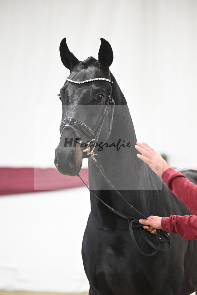 Kat-Nr. 112 Fynch Hatton x Damon Hill_Sibille Hachtel_47253365 | hf-fotografie - Realisiert mit Pictrs.com
