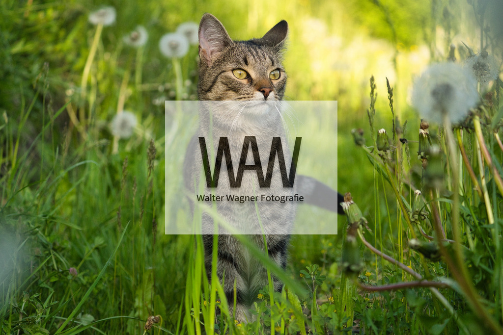 LILLY - Vor der Mäusejagd | walter-wagner-fotografie