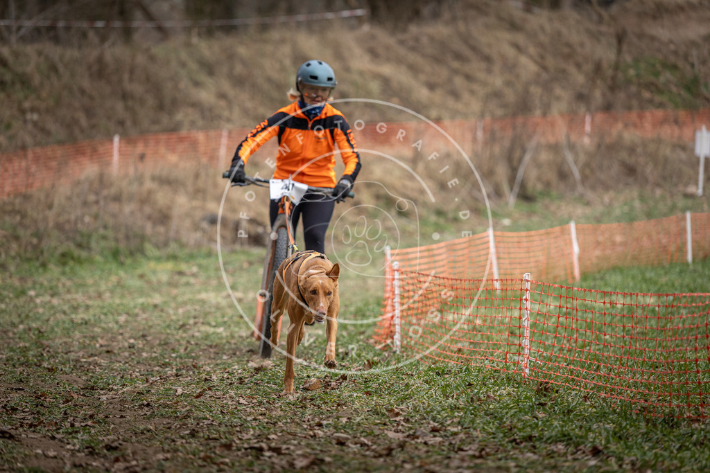Pfotenfotografie_DV3A0425 | Hundefotografie, Tierfotograf, Pfotenfotografie, Fotoshooting Hund, Hunde Portrait, Hundesport, Hundeportraits, Heideshooting, Hunde, Sportfotograf, Hundefotograf, Turnierhundsport, THS,  - Realisiert mit Pictrs.com