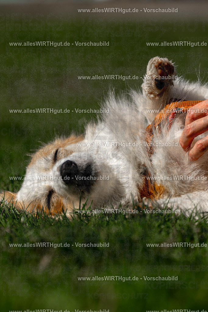 Hundeschwimmen_Volksbad_2026-allesWIRTHgut_Tierfotografie-2609061205-FAY06375 | Professionelle Tierfotografie in Mönchengladbach von Daniel Wirth (allesWIRTHgut). Liebevolle & natürliche Bilder von Hunden & Katzen für unvergessliche Erinnerungen.