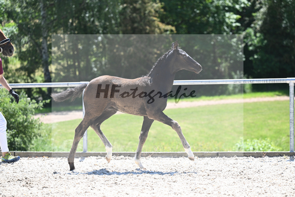 Kat-Nr. 20 HF Dimaggio Black_Haller_16230512 | hf-fotografie - Realizzato con Pictrs.com