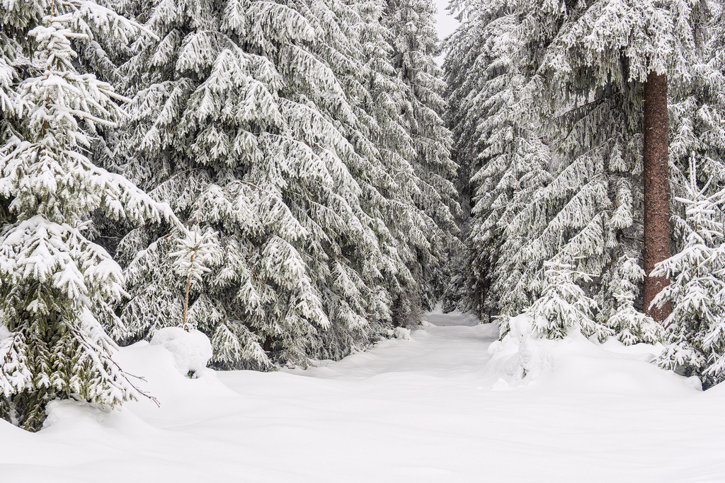 Landschaft im Winter im Thüringer Wald in der Nähe von Schmiedefeld am Rennsteig | Landschaft im Winter im Thüringer Wald in der Nähe von Schmiedefeld am Rennsteig.